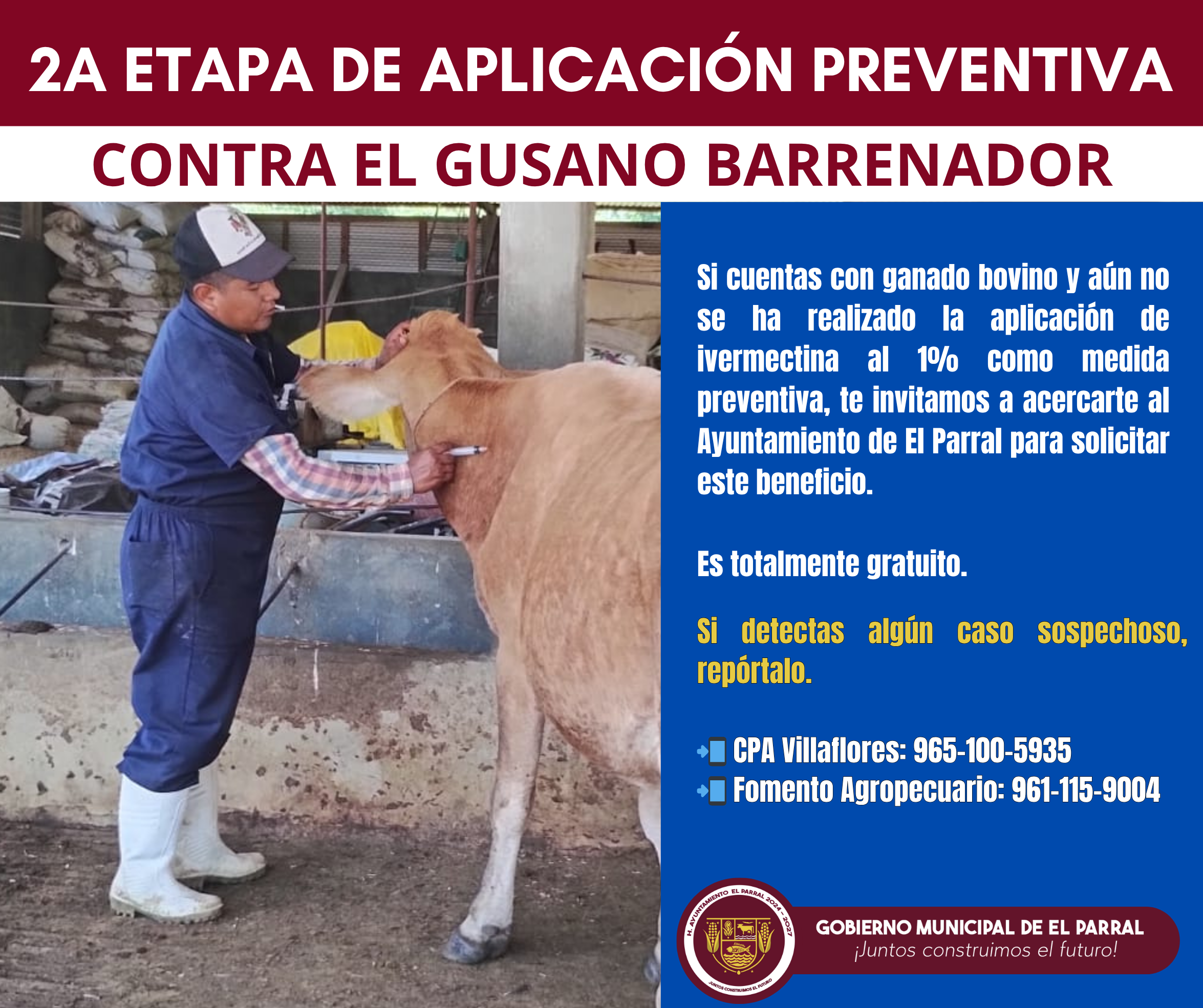 gusano-barrenador